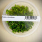 ADA Rotala Rotundifolia