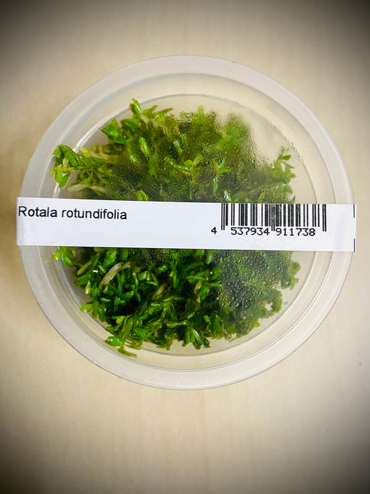 ADA Rotala Rotundifolia