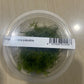 ADA Proserpinaca palustris